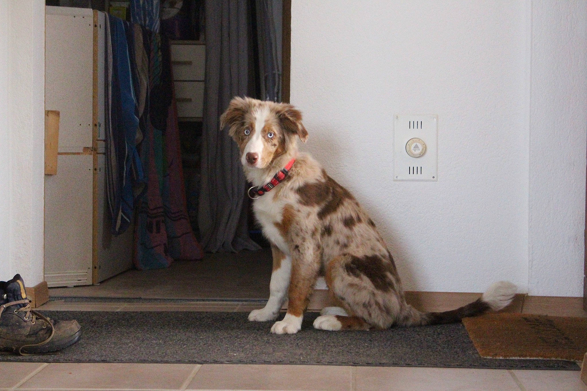 Fidji participe au concours pour gagner de l'argent avec cette photo : border_collie, brittany, carnivore, companion_dog, dog, dog_breed, door, english_setter, felidae, flooring, fur, herding_dog, paw, road_surface, small_to_medium_sized_cats, snout, spaniel, tail, wood, working_dog