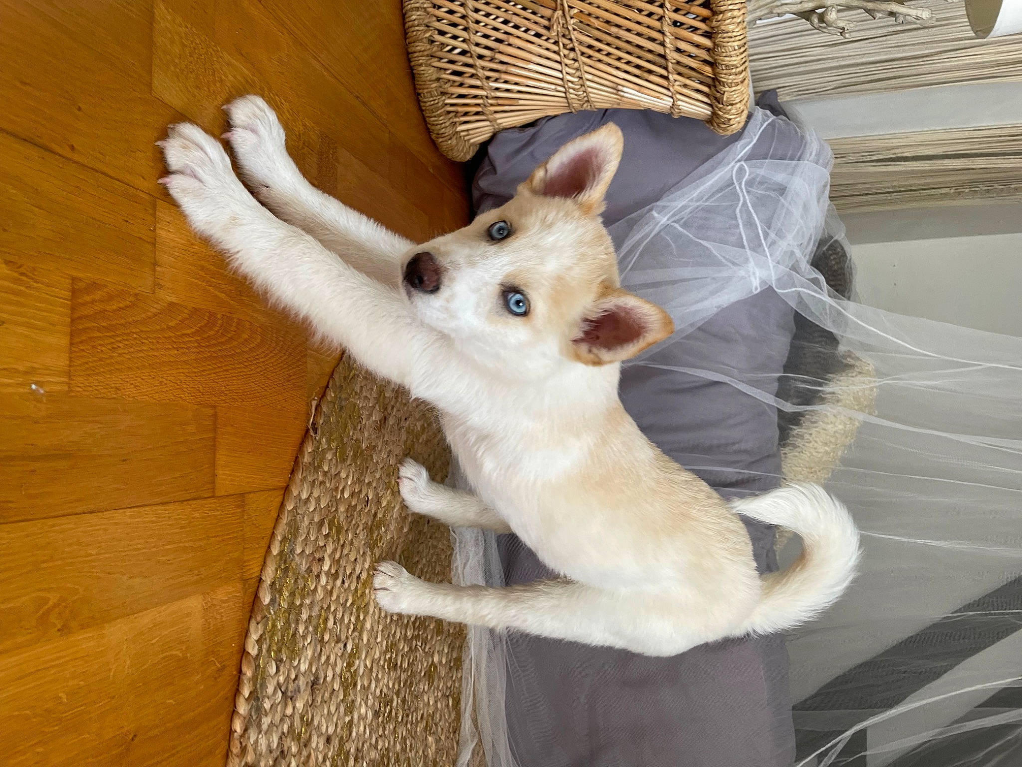 Snow participe au concours pour gagner de l'argent avec cette photo : canidae, carnivore, comfort, companion_dog, dog, dog_breed, fawn, felidae, flooring, fur, hardwood, paw, pet_supply, small_to_medium_sized_cats, snout, sporting_group, tail, whiskers, wood, working_animal