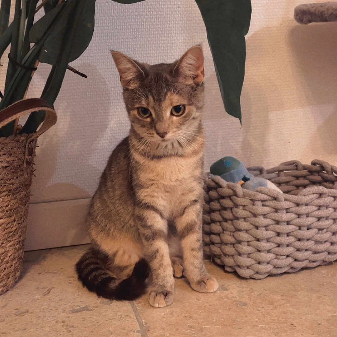 Octavia a rejoint le concours — aidez-le/la à gagner de superbes lots ! abyssinian, animal, architecture, basket, building, cat, furniture, hardwood, homedecor, indoors, kitten, linen, livingroom, manx, pet, plant, pottedplant, room, siamese, wood