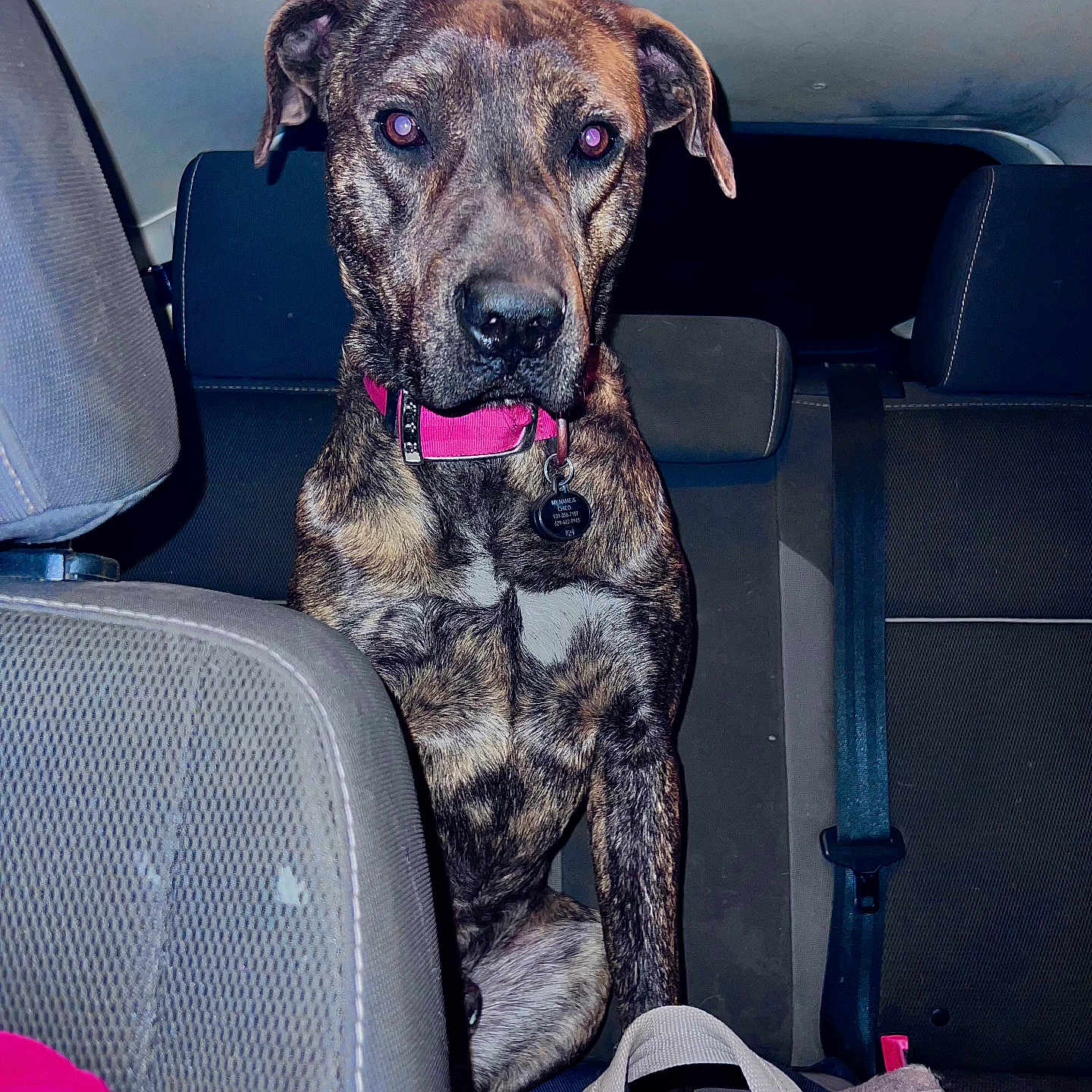 Chico is registered to the contest to win money with this photo: accessories, animal, belt, canine, car, car_interior, carseat, couch, cushion, dog, furniture, greatdane, headrest, homedecor, hound, pet, pointer, puppy, transportation, vehicle