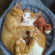 Sheldon Cooper a rejoint le concours — aidez-le/la à gagner de superbes lots ! cat, kitten, orange_tabby, white_fur, sleeping, cuddle, hugging, pet_bed, plush_toy, cozy, fur, paw, cute, animal, indoor, resting, adorable, feline, companion, snuggle