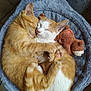 cat, kitten, orange_tabby, white_fur, sleeping, cuddle, hugging, pet_bed, plush_toy, cozy, fur, paw, cute, animal, indoor, resting, adorable, feline, companion, snuggle