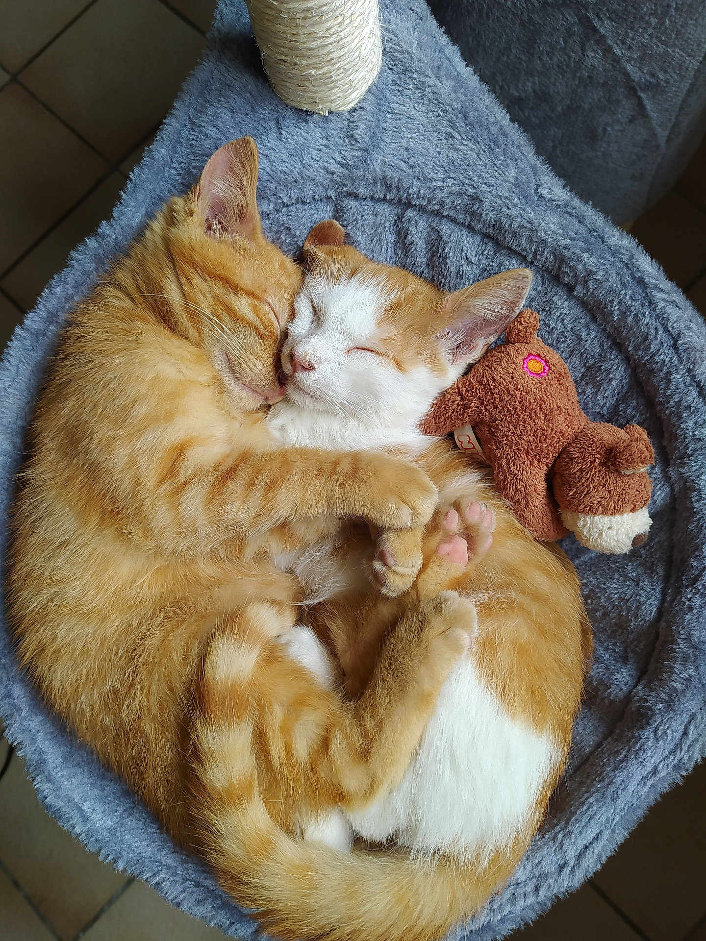 Sheldon Cooper a rejoint le concours — aidez-le/la à gagner de superbes lots ! cat, kitten, orange_tabby, white_fur, sleeping, cuddle, hugging, pet_bed, plush_toy, cozy, fur, paw, cute, animal, indoor, resting, adorable, feline, companion, snuggle