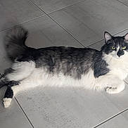 Poggi participe au concours pour gagner de l'argent avec cette photo : cat, feline, pet, animal, black_and_white, fluffy, long_hair, lying_down, relaxed, green_eyes, tail, floor, tile, domestic_cat, whiskers, paws, indoor, cute, resting, fur