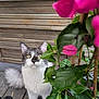 Poggi participe au concours pour gagner de l'argent avec cette photo : cat, animal, pet, feline, flower, plant, leaf, pink_flower, wooden_floor, wooden_wall, outdoor, curious, fluffy_tail, yellow_eyes, closeup, nature, green_leaf, domestic_animal, sitting, portrait