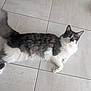 cat, black_and_white, fluffy, lying_down, floor, tile, pet, animal, cute, fur, whiskers, ears, tail, domestic, indoor, relaxed, curious, wide_eyes, paws, resting