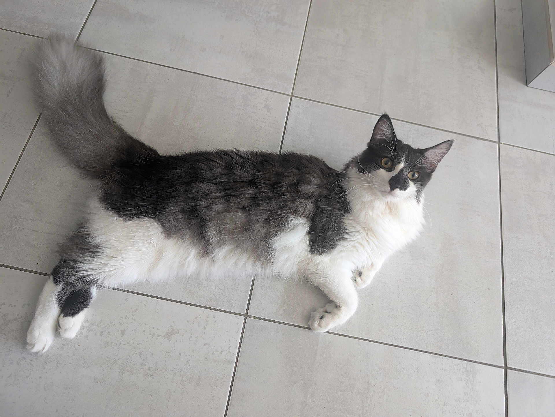 Poggi participe au concours pour gagner de l'argent avec cette photo : cat, black_and_white, fluffy, lying_down, floor, tile, pet, animal, cute, fur, whiskers, ears, tail, domestic, indoor, relaxed, curious, wide_eyes, paws, resting