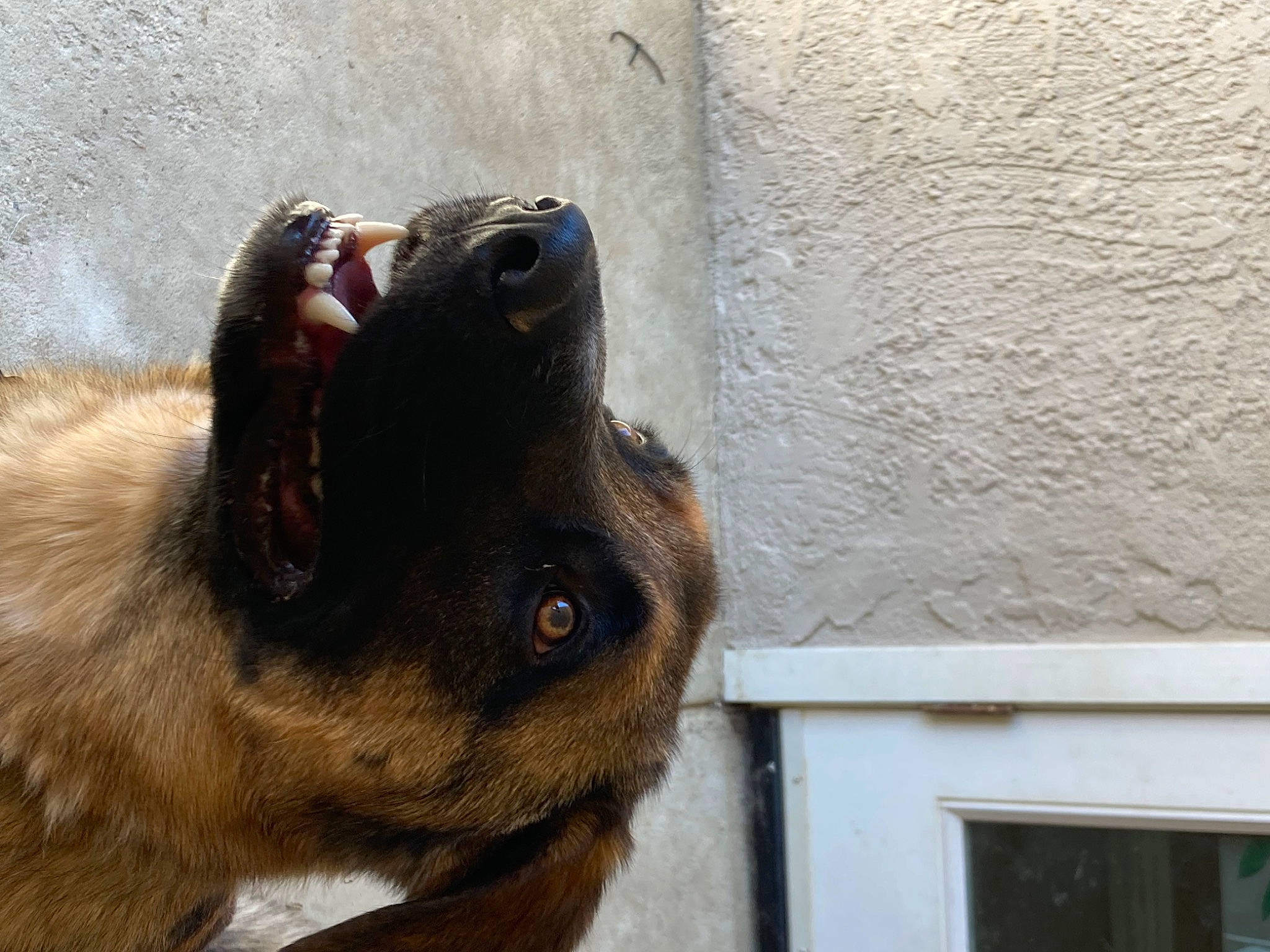 Tucker joined the competition — help win amazing prizes! canidae, carnivore, companion_dog, concrete, dog, dog_breed, fawn, fur, jaw, liver, paw, pet_supply, snout, sporting_group, terrestrial_animal, whiskers, wildlife, window, wood, working_animal