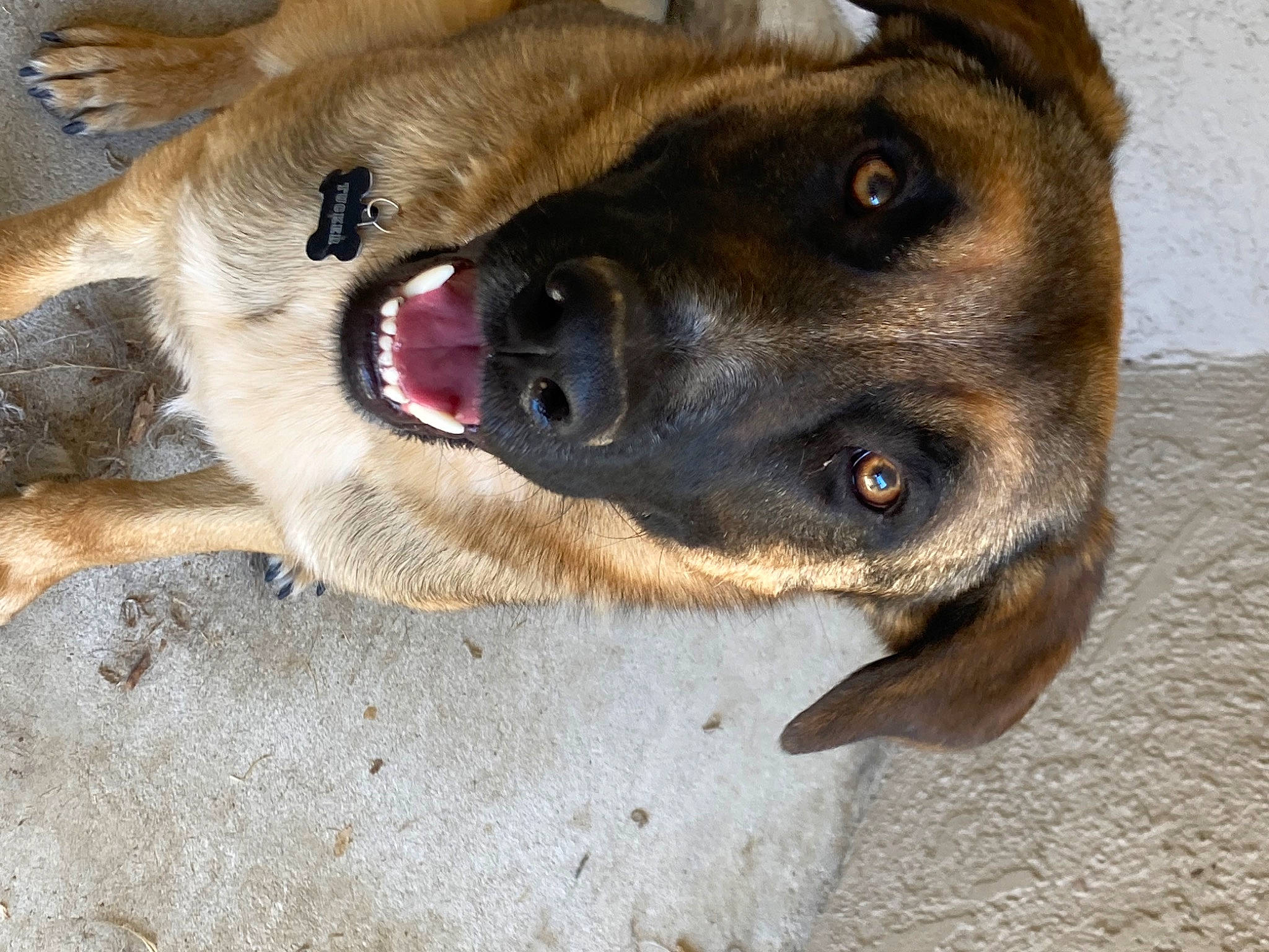 Tucker is registered to the contest to win money with this photo: belgian_shepherd_malinois, carnivore, claw, collar, companion_dog, dog, dog_breed, fawn, fur, german_shepherd_dog, guard_dog, herding_dog, old_german_shepherd_dog, paw, snout, street_dog, terrestrial_animal, whiskers, working_animal, working_dog