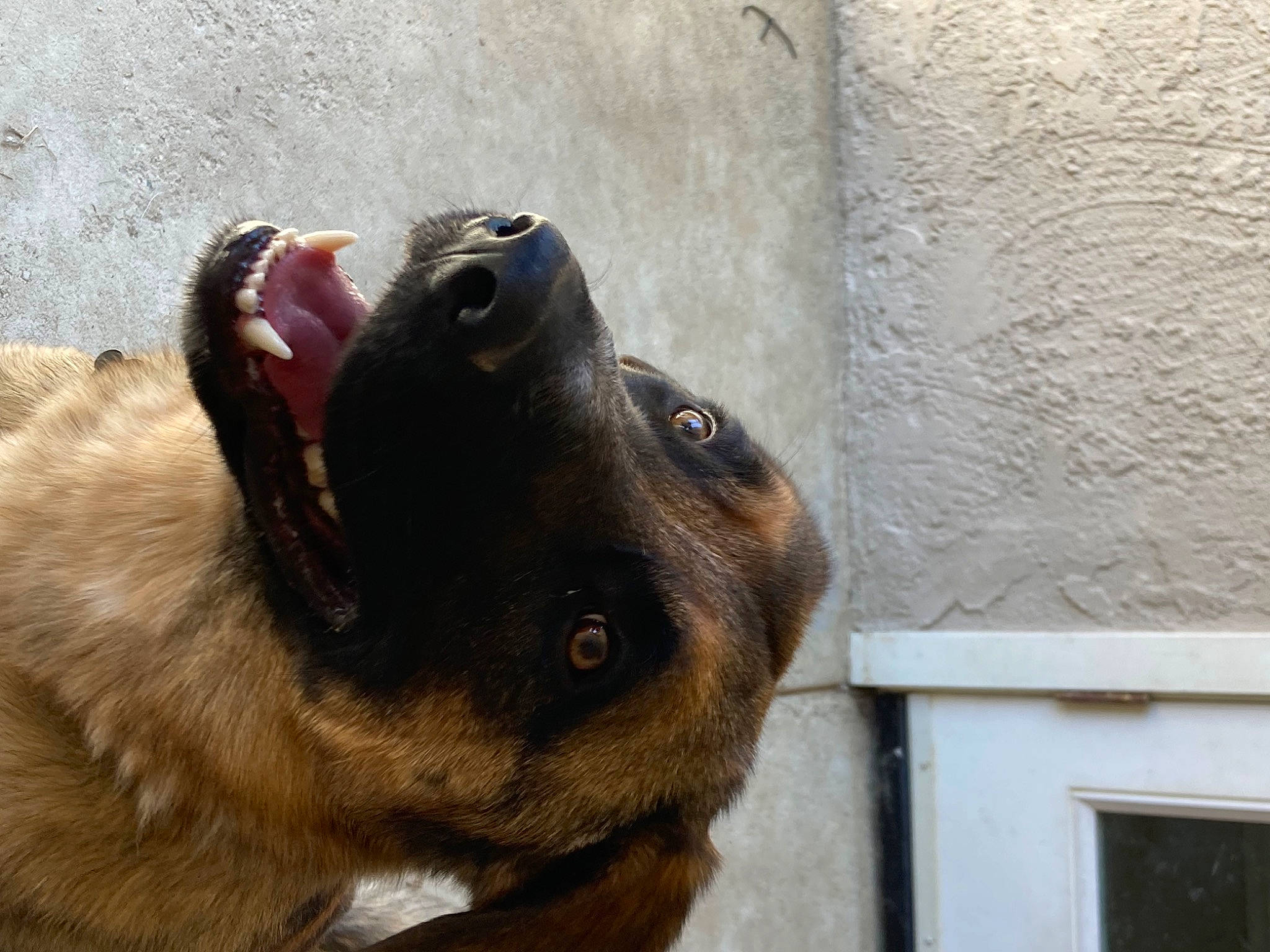 Tucker is registered to the contest to win money with this photo: canidae, carnivore, collar, companion_dog, dog, dog_breed, ear, eye, fawn, felidae, fur, guard_dog, liver, pet_supply, snout, sporting_group, terrestrial_animal, whiskers, window, working_animal