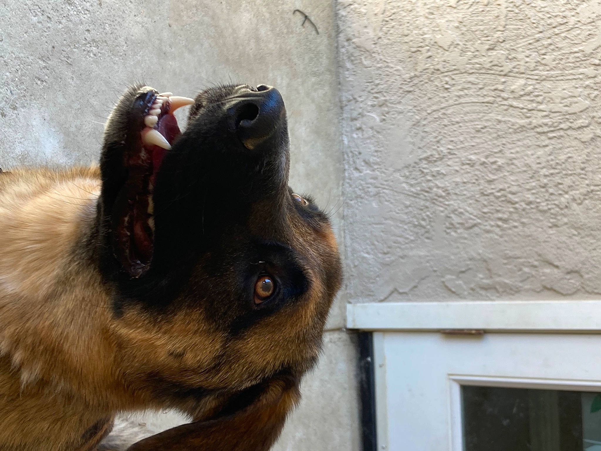 Tucker joined the competition — help win amazing prizes! canidae, carnivore, companion_dog, concrete, dog, dog_breed, eye, fawn, fur, liver, paw, plaster, snout, sporting_group, terrestrial_animal, whiskers, wildlife, window, wood, working_animal