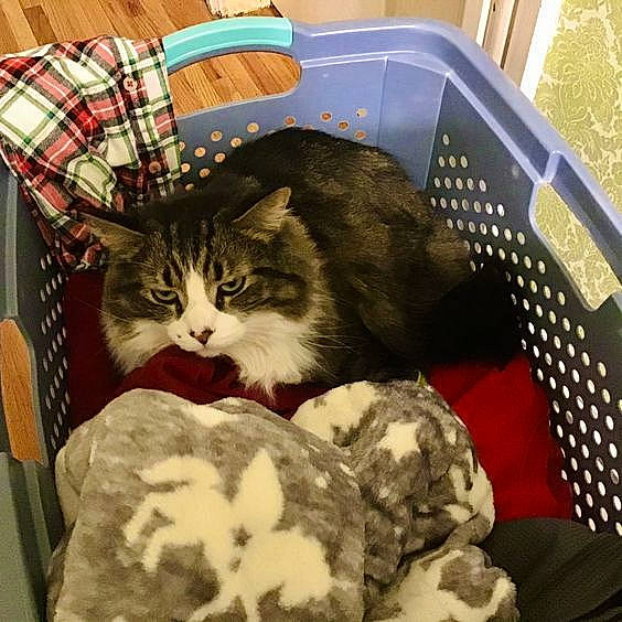 Figaro is registered to the contest to win money with this photo: animal_shelter, bag, basket, box, cardboard, carnivore, cat, cat_supply, comfort, domestic_short_haired_cat, felidae, fur, nap, paper_product, plaid, room, small_to_medium_sized_cats, tail, tartan, whiskers