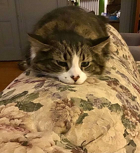 Figaro is registered to the contest to win money with this photo: box, carnivore, cat, cat_supply, claw, comfort, domestic_short_haired_cat, felidae, flooring, fur, hardwood, linens, paw, small_to_medium_sized_cats, snout, tail, terrestrial_animal, tree, whiskers, wood