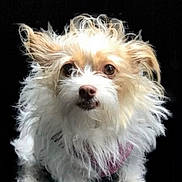 Rockette is registered to the contest to win money with this photo: adorable, animal, big_eyes, black_background, close_up, collar, curious, dog, ears, fluffy, fur_texture, long_hair, nose, paws, pet, portrait, small_dog, standing, whiskers, white_fur