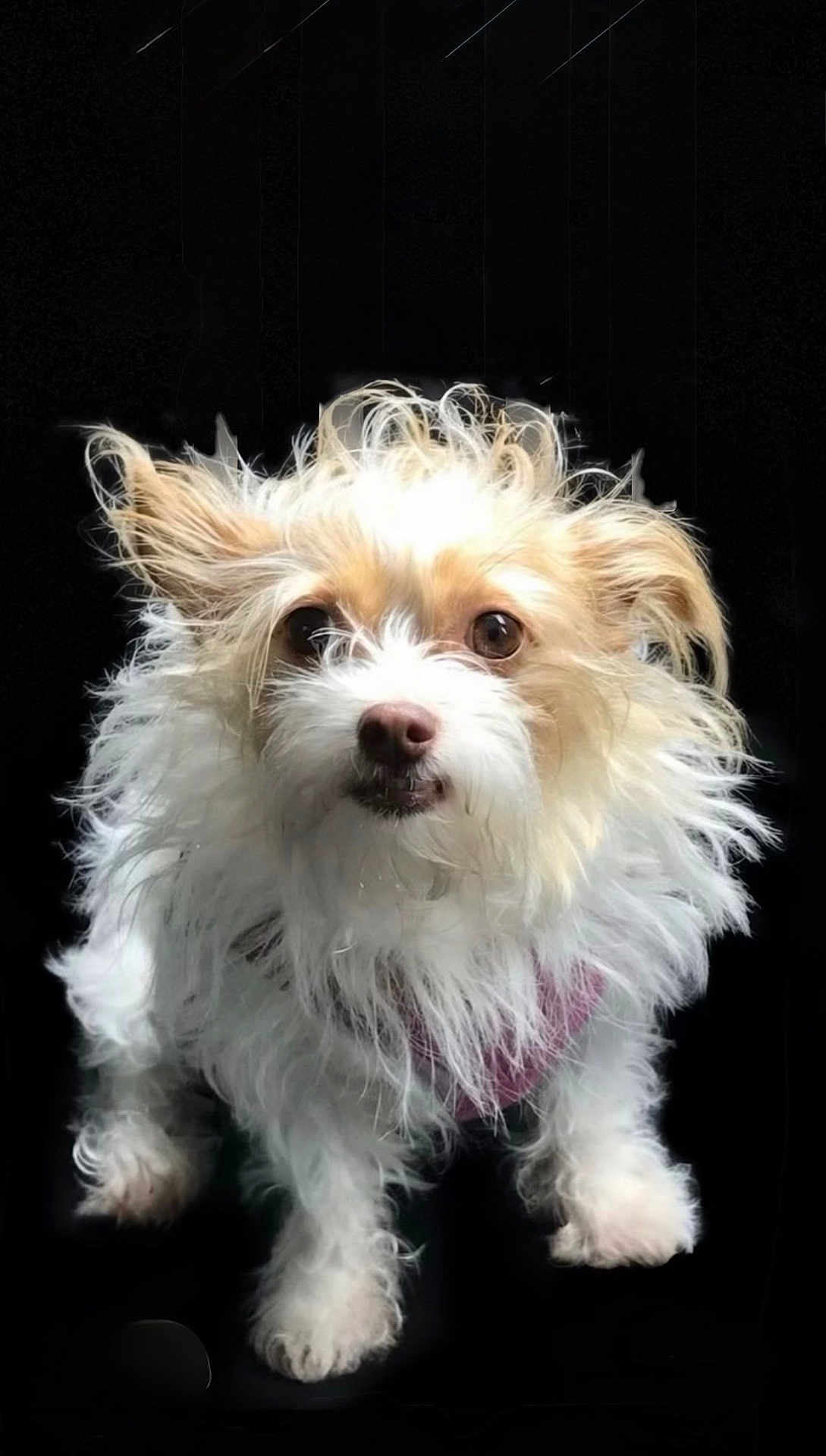 Rockette is registered to the contest to win money with this photo: adorable, animal, big_eyes, black_background, close_up, collar, curious, dog, ears, fluffy, fur_texture, long_hair, nose, paws, pet, portrait, small_dog, standing, whiskers, white_fur