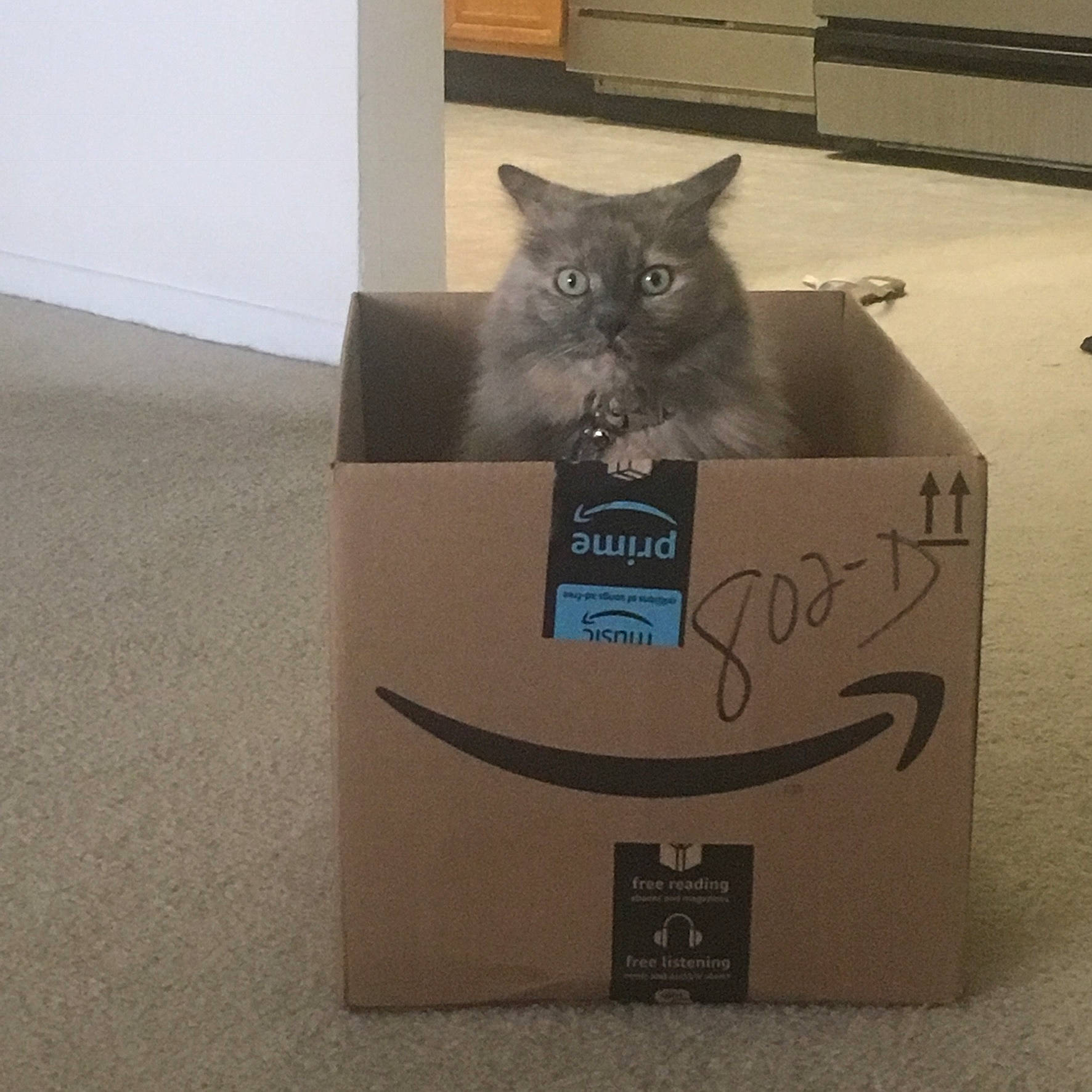 Binks is registered to the contest to win money with this photo: box, cardboard, carnivore, carton, cat, domestic_short_haired_cat, felidae, flooring, font, fur, grey, packaging_and_labeling, packing_materials, paper, paper_product, rectangle, shipping_box, small_to_medium_sized_cats, tail, whiskers