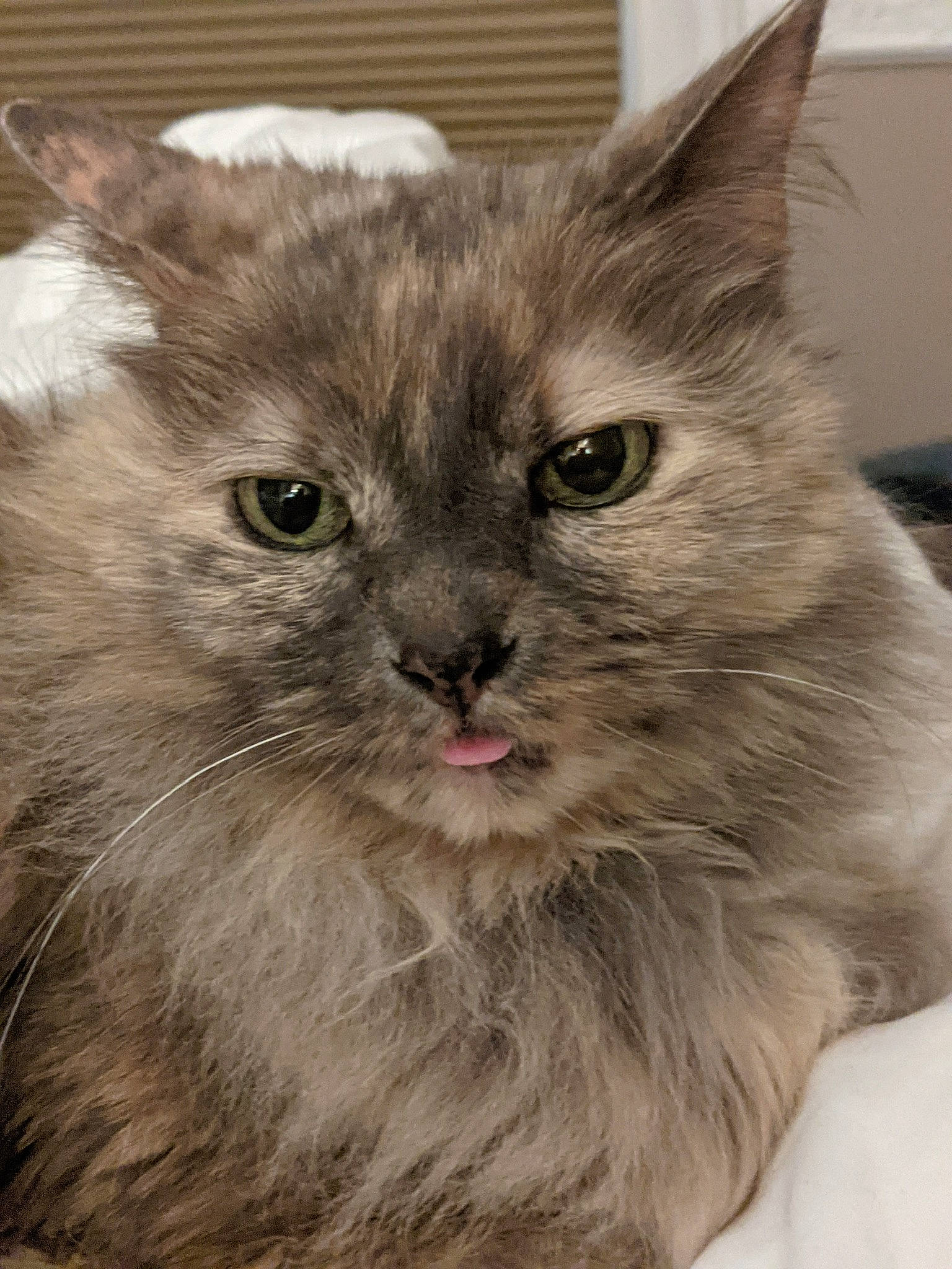 Binks joined the competition — help win amazing prizes! box, british_longhair, carnivore, cat, cat_supply, domestic_short_haired_cat, fawn, felidae, fur, paw, pet_supply, small_to_medium_sized_cats, snout, terrestrial_animal, tire, whiskers, window