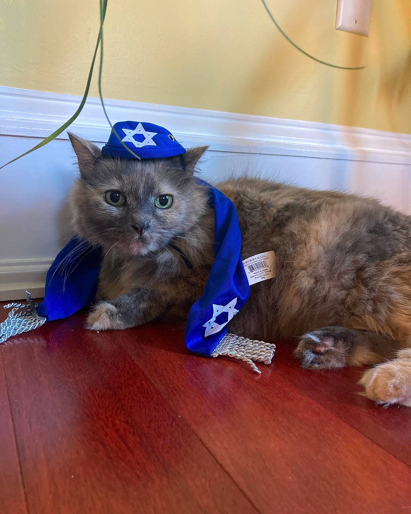 Binks joined the competition — help win amazing prizes! black_cat, carnivore, cat, collar, comfort, companion_dog, dog_breed, domestic_short_haired_cat, electric_blue, fawn, felidae, flooring, fur, hardwood, laminate_flooring, small_to_medium_sized_cats, snout, tail, whiskers, wood