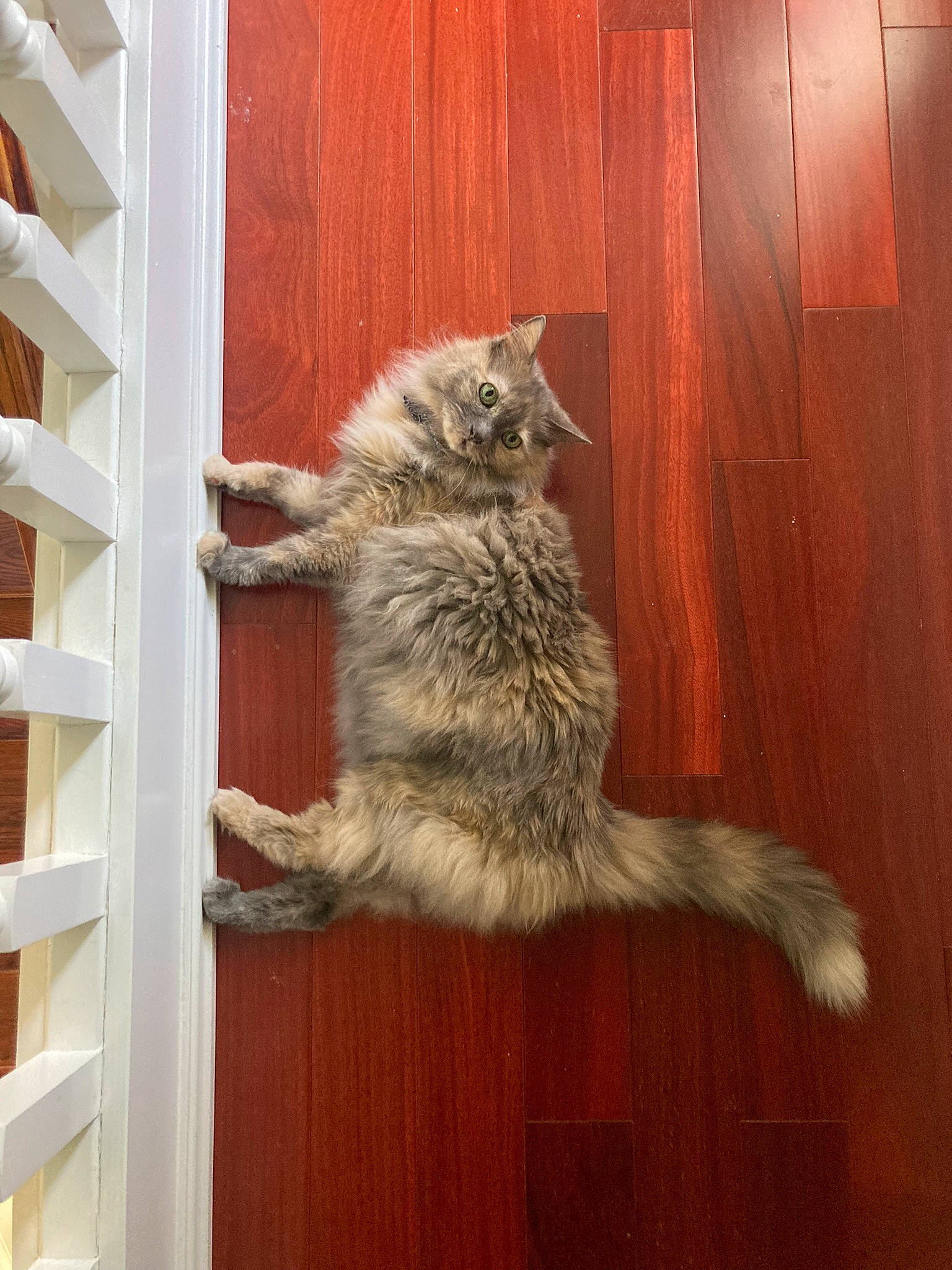 Binks joined the competition — help win amazing prizes! carnivore, cat, claw, domestic_short_haired_cat, fawn, felidae, flooring, fur, hardwood, paw, plant, procyonidae, small_to_medium_sized_cats, snout, tail, terrestrial_animal, tree, whiskers, window, wood