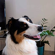 Ulysse a rejoint le concours — aidez-le/la à gagner de superbes lots ! dog, pet, indoor, plant, potted_plant, tricolor, fur, tongue, happy, canine, animal, side_view, houseplant, domestic, smiling, companion, portrait, living_room, furniture, closeup