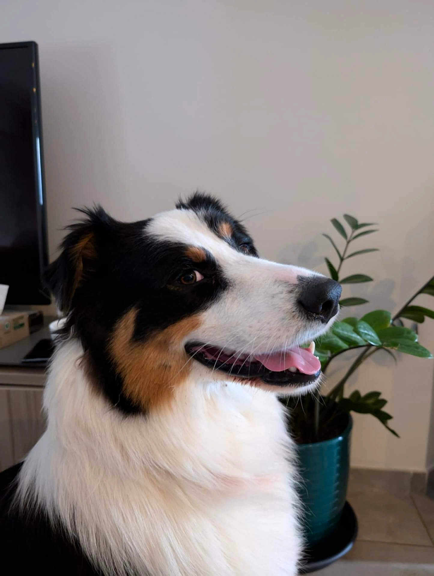 Ulysse a rejoint le concours — aidez-le/la à gagner de superbes lots ! dog, pet, indoor, plant, potted_plant, tricolor, fur, tongue, happy, canine, animal, side_view, houseplant, domestic, smiling, companion, portrait, living_room, furniture, closeup