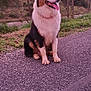 Ulysse participe au concours pour gagner de l'argent avec cette photo : dog, sitting, outdoor, pavement, path, trees, bare_trees, sunset, sky, grass, nature, animal, pet, canine, fur, tongue, black, white, brown, quiet