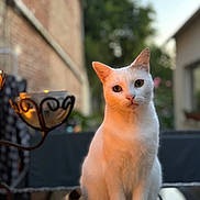 Tessa a rejoint le concours — aidez-le/la à gagner de superbes lots ! cat, white_cat, animal, pet, outdoor, sunlight, golden_hour, reflective_surface, fur, curious, sitting, closeup, nature, blurred_background, greenery, brick_wall, domestic_animal, whiskers, ears, tail