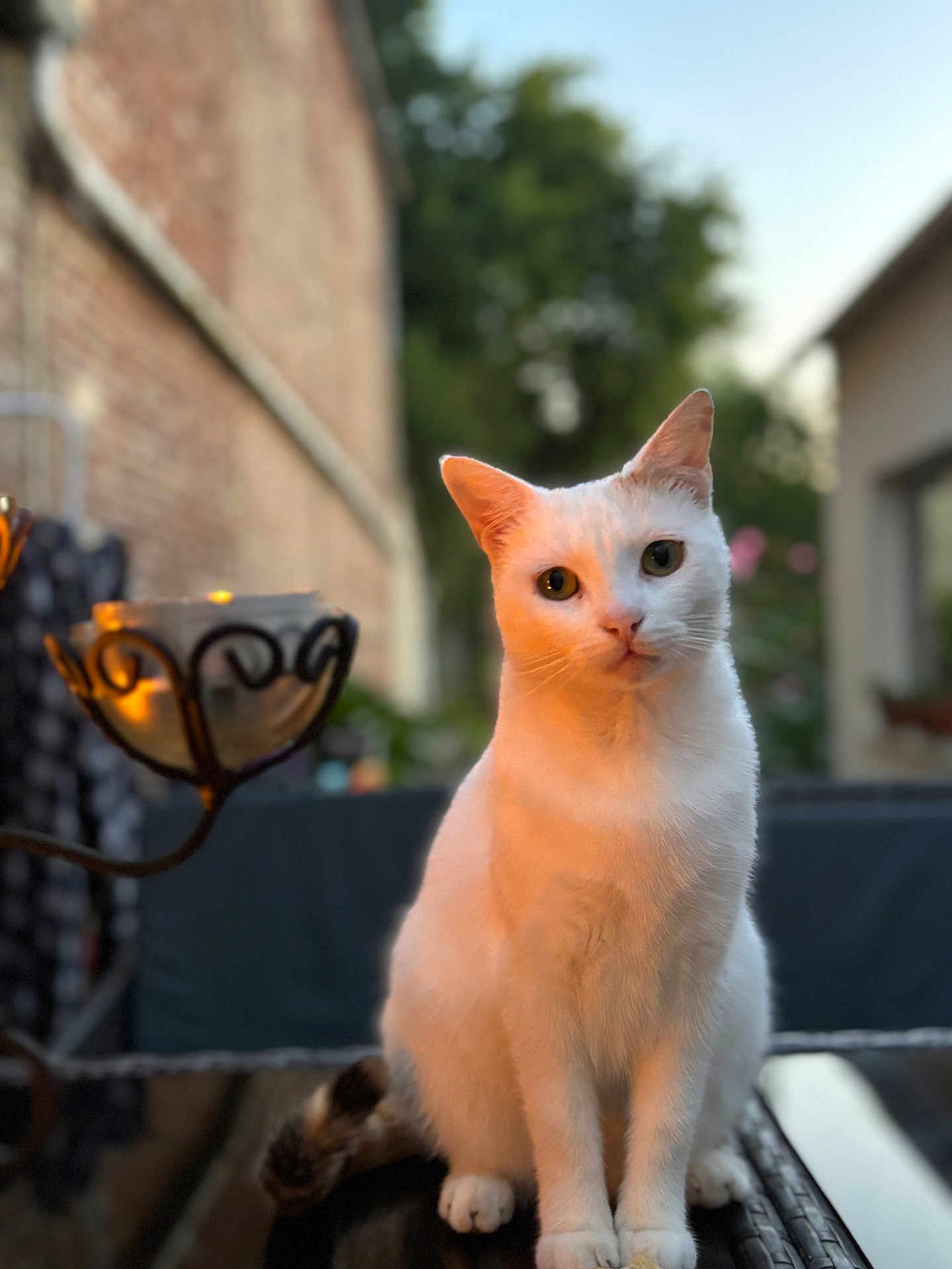 Tessa a rejoint le concours — aidez-le/la à gagner de superbes lots ! cat, white_cat, animal, pet, outdoor, sunlight, golden_hour, reflective_surface, fur, curious, sitting, closeup, nature, blurred_background, greenery, brick_wall, domestic_animal, whiskers, ears, tail