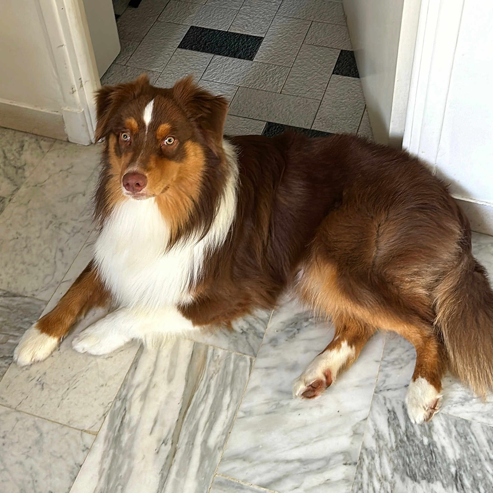 Packo a rejoint le concours — aidez-le/la à gagner de superbes lots ! animal, canine, cockerspaniel, collie, dog, eskimodog, flagstone, goldenretriever, hardwood, hound, husky, indoors, interiordesign, path, pet, puppy, slate, tile, walkway, wood