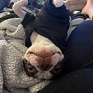 Ferb is registered to the contest to win money with this photo: black_hoodie, blanket, brown_and_white, canine, casual, cozy, cute, dog, home, human_leg, indoor, lying_down, pet, playful, relaxed, resting, snout, soft_texture, upside_down, whiskers