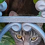 Kenji a rejoint le concours — aidez-le/la à gagner de superbes lots ! cat, gray_cat, yellow_eyes, metal_fence, ornate_metal, green_leaves, whiskers, close_up, outdoor, nature, pet, curious, animal, face, nose, ear, garden, hidden, peek, feline