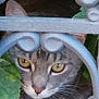 cat, animal, pet, feline, face, eyes, ears, whiskers, metal_fence, green_leaves, outdoor, closeup, curious, nature, portrait, fur, nose, wildlife, watchful, hidden