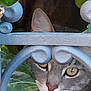 cat, gray_cat, animal, pet, face, eyes, nose, whiskers, ears, metal_fence, blue_metal, ornamental, leaf, green_leaf, nature, close_up, outdoor, curious, looking, portrait