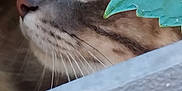 Kenji a rejoint le concours — aidez-le/la à gagner de superbes lots ! cat, close_up, side_profile, leaf, green_leaf, metal_railing, whiskers, curious, animal, pet, feline, outdoor, nature, eye, fur, texture, background_blur, yellow_eye, snout, hidden