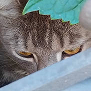 Kenji a rejoint le concours — aidez-le/la à gagner de superbes lots ! cat, close_up, animal, fur, eyes, leaf, green, nature, outdoor, curious, whiskers, tabby, pet, mammal, portrait, hidden, spy, soft_focus, background_blur, wildlife