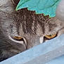cat, close_up, animal, fur, eyes, leaf, green, nature, outdoor, curious, whiskers, tabby, pet, mammal, portrait, hidden, spy, soft_focus, background_blur, wildlife