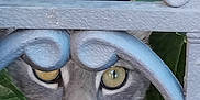 Kenji participe au concours pour gagner de l'argent avec cette photo : animal, cat, close_up, curious, eyes, face, fur, gray_cat, green_leaves, hidden, looking, metal_fence, nature, nose, ornate_fence, outdoor, pet, portrait, whiskers