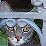 cat, gray_cat, animal, pet, face, eyes, whiskers, nose, metal_fence, ornate_fence, green_leaves, outdoor, close_up, curious, nature, portrait, fur, looking, hidden