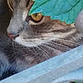 cat, close_up, whiskers, eye, leaf, green_leaf, fence, outdoor, animal, pet, curious, nature, fur, face, profile, tabby, sharp_focus, wildlife, mammal, domestic_animal