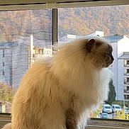 Laali participe au concours pour gagner de l'argent avec cette photo : cat, fluffy_cat, long_hair, window, window_screen, apartment_building, cityscape, autumn, indoor, pet, fur, profile, looking_out, sunlight, soft_light, portrait, side_view, balcony, residential, peaceful