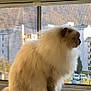 cat, fluffy_cat, long_hair, window, window_screen, apartment_building, cityscape, autumn, indoor, pet, fur, profile, looking_out, sunlight, soft_light, portrait, side_view, balcony, residential, peaceful