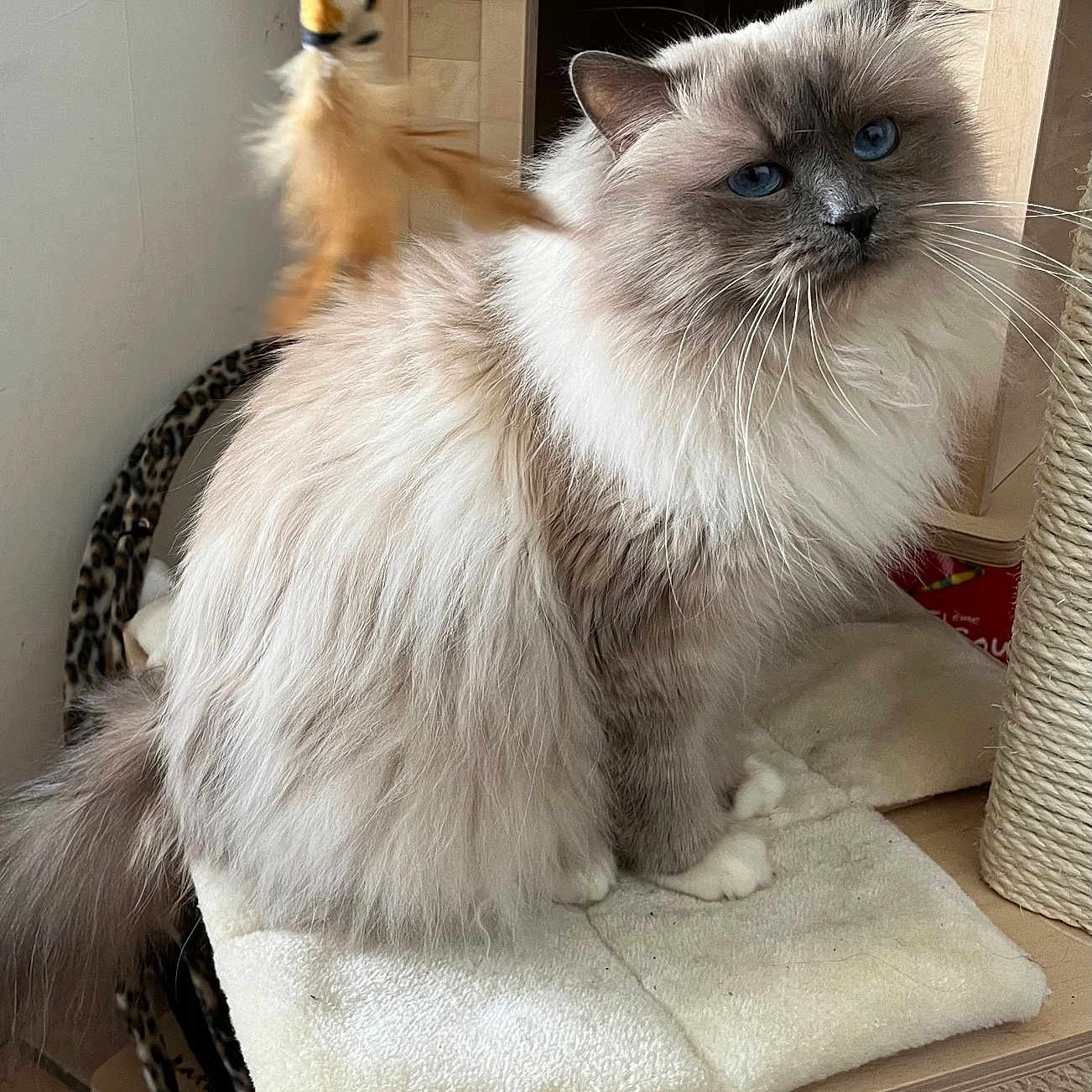 Laali participe au concours pour gagner de l'argent avec cette photo : angora, animal, box, canine, cat, clothing, dog, dogbed, drawer, furniture, hosiery, indoors, kitten, pet, siamese, sock, towel, wood
