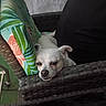Dixie joined the competition — help win amazing prizes! dog, white_dog, wicker_chair, colorful_cushion, resting, sleepy, indoor, furniture, pet, small_dog, relaxed, closeup, headrest, canine, domestic_animal, expression, comfort, seat, home, quiet