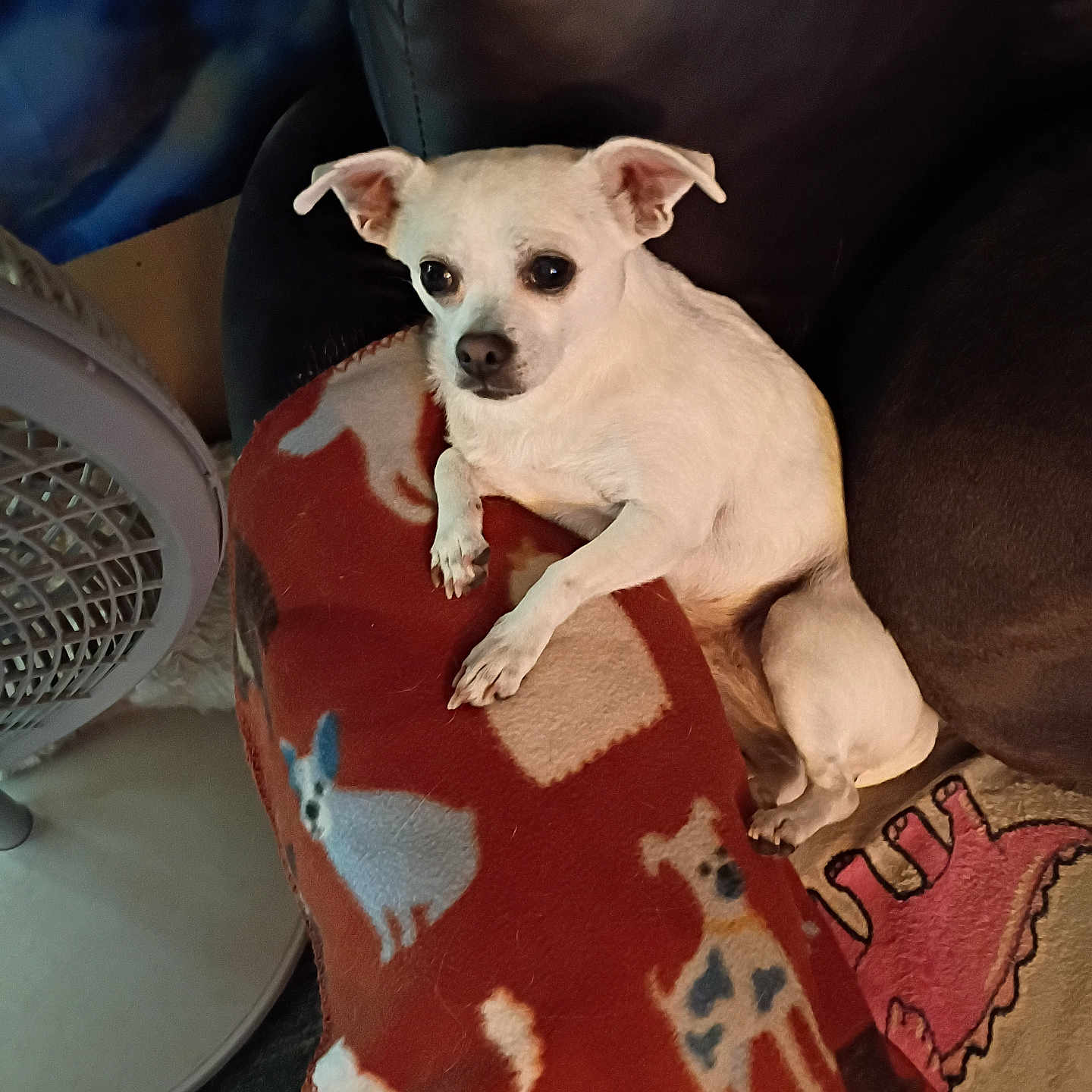 Dixie