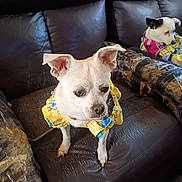 Dixie is registered to the contest to win money with this photo: dog, small_dog, pet, leather_couch, yellow_dress, indoor, furniture, cute, animal, two_dogs, brown_couch, sitting, clothing, domestic_animal, ears, looking_away, cozy, home, companion, friendship