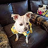dog, small_dog, pet, leather_couch, yellow_dress, indoor, furniture, cute, animal, two_dogs, brown_couch, sitting, clothing, domestic_animal, ears, looking_away, cozy, home, companion, friendship