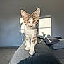 Violette participe au concours pour gagner de l'argent avec cette photo : animal, bright, cat, couch, cozy, curious, ears, floor, furniture, home, indoor, kitten, pet, portrait, shadow, sunlight, tabby, walking, whiskers, young