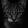 Violette participe au concours pour gagner de l'argent avec cette photo : animal, black_and_white, cat, close_up, cute, dark_background, detailed, eyes, face, feline, fur, macro, moody, nature, pet, portrait, sharp_focus, water_droplets, whiskers, wildlife