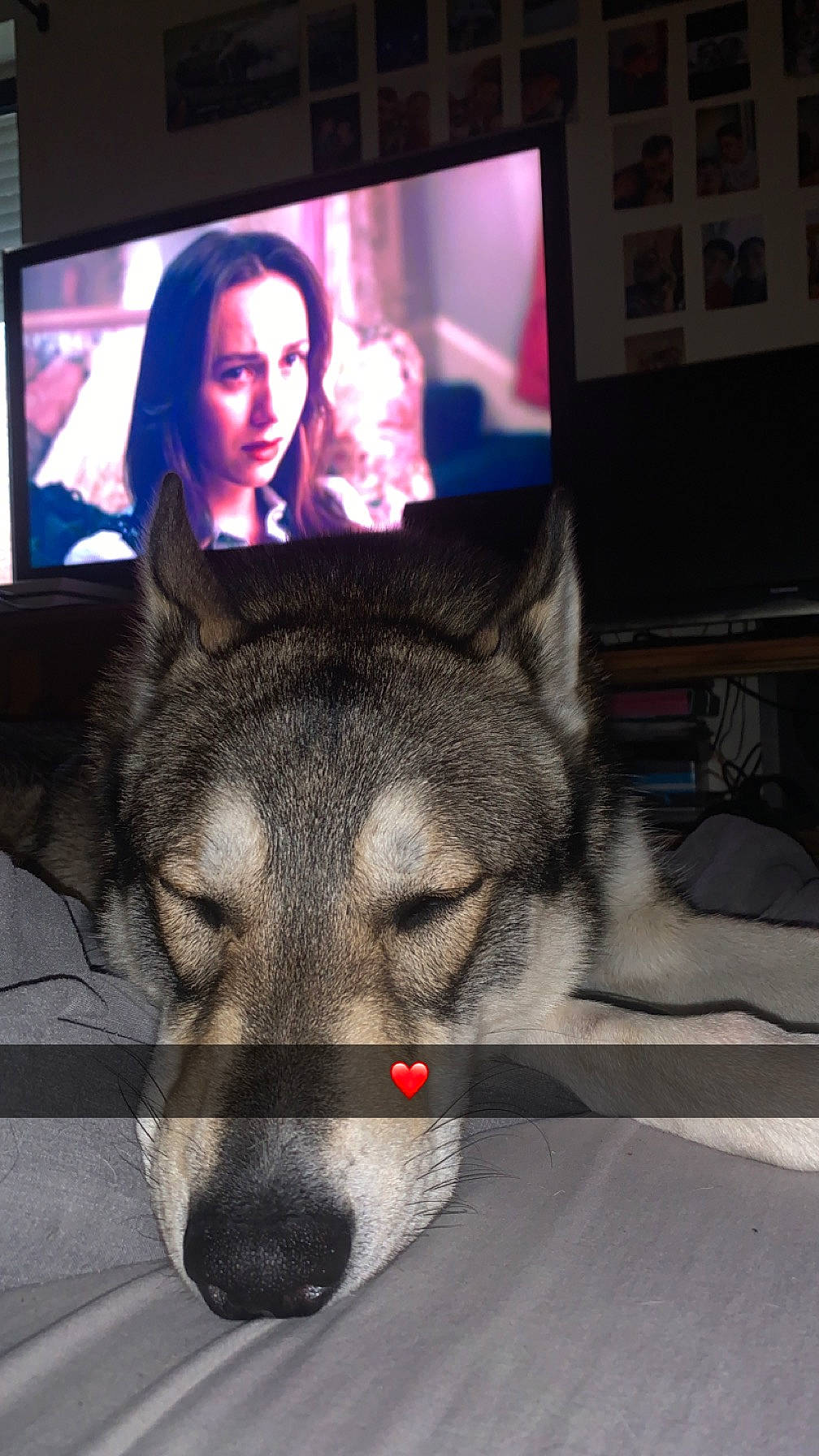 Alpha participe au concours pour gagner de l'argent avec cette photo : art, canidae, carnivore, companion_dog, display_device, dog, dog_breed, flat_panel_display, fur, jaw, picture_frame, room, sitting, sled_dog, snout, television, television_set, terrestrial_animal, whiskers, wolf