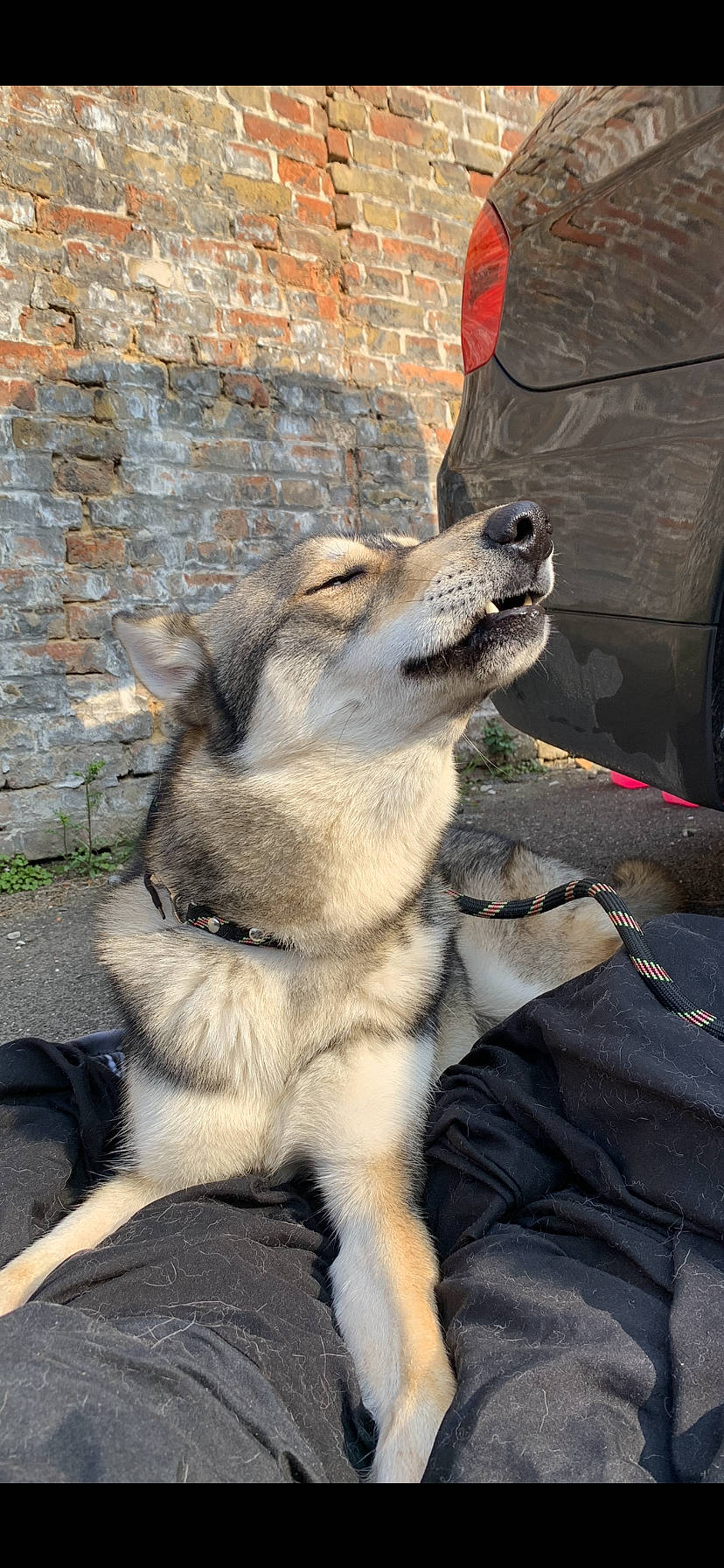 Alpha a rejoint le concours — aidez-le/la à gagner de superbes lots ! automotive_tire, brick, canidae, canis, carnivore, companion_dog, dog, dog_breed, fawn, fender, fur, paw, siberian_husky, sled_dog, sporting_group, tail, terrestrial_animal, tire, wheel, working_animal